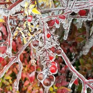 Meet your Posher, Ruth